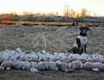 guided snow goose hunts