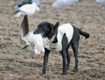 spring snow goose hunting