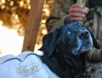 spring snow goose hunting