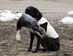 snow goose hunting Missouri