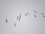 snow geese