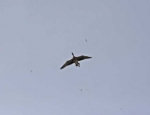 snow goose