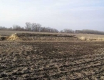 spring snow goose hunting