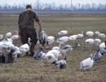 spring snow goose hunting