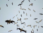 snow geese