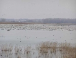 spring snow goose hunting