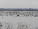 spring snow goose hunting