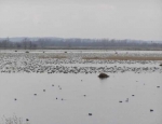 spring snow goose hunting