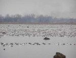 spring snow goose hunting