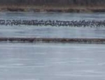 Missouri goose hunting