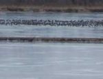 Missouri goose hunting