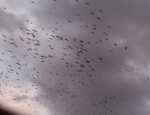 snow geese