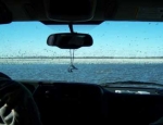 snow goose hunting Missouri