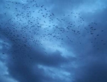 snow geese