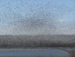 snow geese