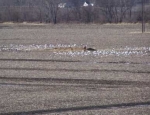 Missouri snow goose hunting guide