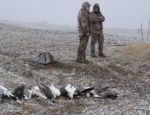 spring snow goose hunts