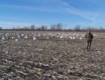 snow goose hunting guide