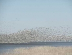 snow geese