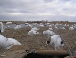 Missouri goose hunting