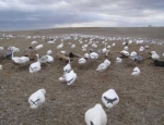 spring snow goose hunting