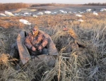 spring snow goose hunting