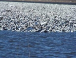 snow geese