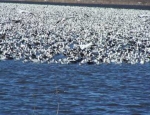 snow geese