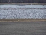 snow geese