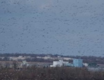 snow geese