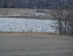 snow geese