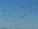 snow geese