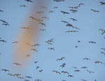 spring snow goose hunting