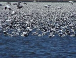 Missouri snow goose hunting