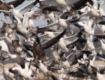 spring snow goose hunting