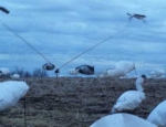 snow goose