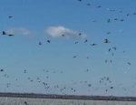 snow goose hunting in Missouri