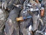 Missouri waterfowl hunting