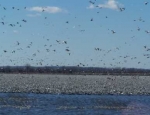 spring snow goose hunting