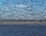 spring snow goose hunts