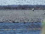 spring snow goose hunts