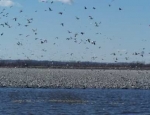 snow geese