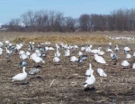 snow goose