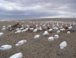 snow goose hunting Missouri