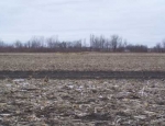 Missouri goose hunting