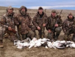 spring snow goose hunting