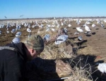 snow goose hunting guide