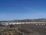 goose hunting Missouri