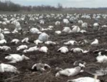 spring snow goose hunting