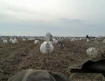 Missouri goose hunting